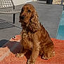 dog, cocker_spaniel, brown_fur, pet, towel, pool, patio, outdoor, sunlit, shadow, chair, potted_plant, fence, tiled_floor, paws, ears, portrait, domestic, relaxed, mammal