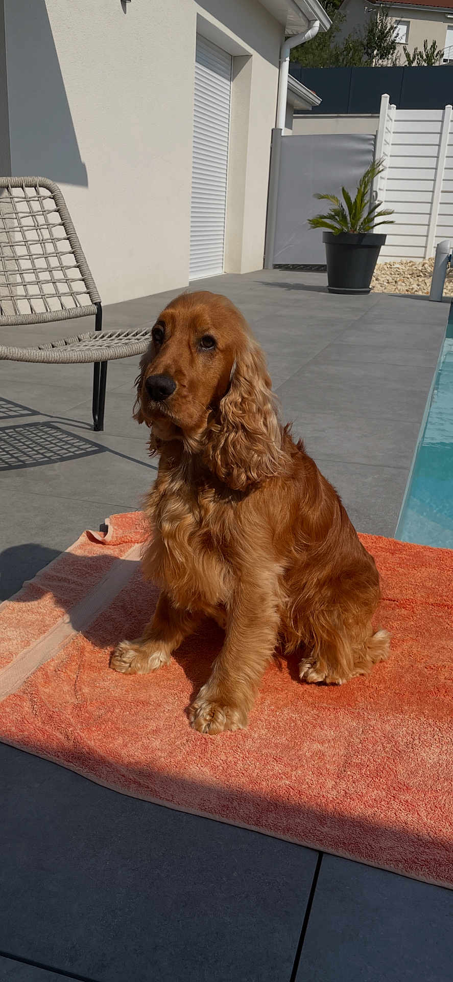 Twix a rejoint le concours — aidez-le/la à gagner de superbes lots ! dog, cocker_spaniel, brown_fur, pet, towel, pool, patio, outdoor, sunlit, shadow, chair, potted_plant, fence, tiled_floor, paws, ears, portrait, domestic, relaxed, mammal