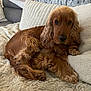 Twix a rejoint le concours — aidez-le/la à gagner de superbes lots ! dog, cocker_spaniel, pet, couch, blanket, pillow, fur, brown_fur, long_ears, paw, indoor, resting, cozy, home, portrait, close_up, calm, living_room, snuggle, companion