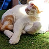 cat, orange_and_white_cat, feline, pet, animal, lying_down, relaxed, sunlight, sunbathing, grass, artificial_grass, outdoor, portrait, close_up, whiskers, paws, greenery, potted_plant, home, natural_light