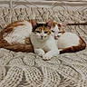 cat, cats, kitten, feline, tricolor_cat, orange_and_white, white_cat, sleeping, sitting, cuddling, cozy, bed, bedspread, blanket, patterned_fabric, indoors, bedroom, furniture, pet, animal