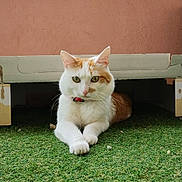 Sysko a rejoint le concours — aidez-le/la à gagner de superbes lots ! cat, orange_and_white, pet, feline, animal, green_eyes, collar, lying_down, crossed_paws, portrait, indoor, cardboard, hideout, artificial_grass, green, wall, shelter, relaxed, alert, cute