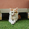 cat, orange_and_white, pet, feline, animal, green_eyes, collar, lying_down, crossed_paws, portrait, indoor, cardboard, hideout, artificial_grass, green, wall, shelter, relaxed, alert, cute