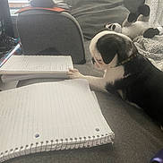 Panda is registered to the contest to win money with this photo: puppy, dog, notebook, couch, pillow, writing, study, pet, indoor, cozy, paper, curious, black_and_white, paw, relaxing, plush_toy, blanket, window_blinds, collar, furniture