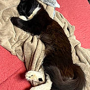 Kimchi is registered to the contest to win money with this photo: animal, bed, black_and_white, blanket, cat, cozy, cute, feline, fur, fur_pattern, indoor, paw, pet, relaxing, resting, sleeping, soft, tail, towel, whiskers