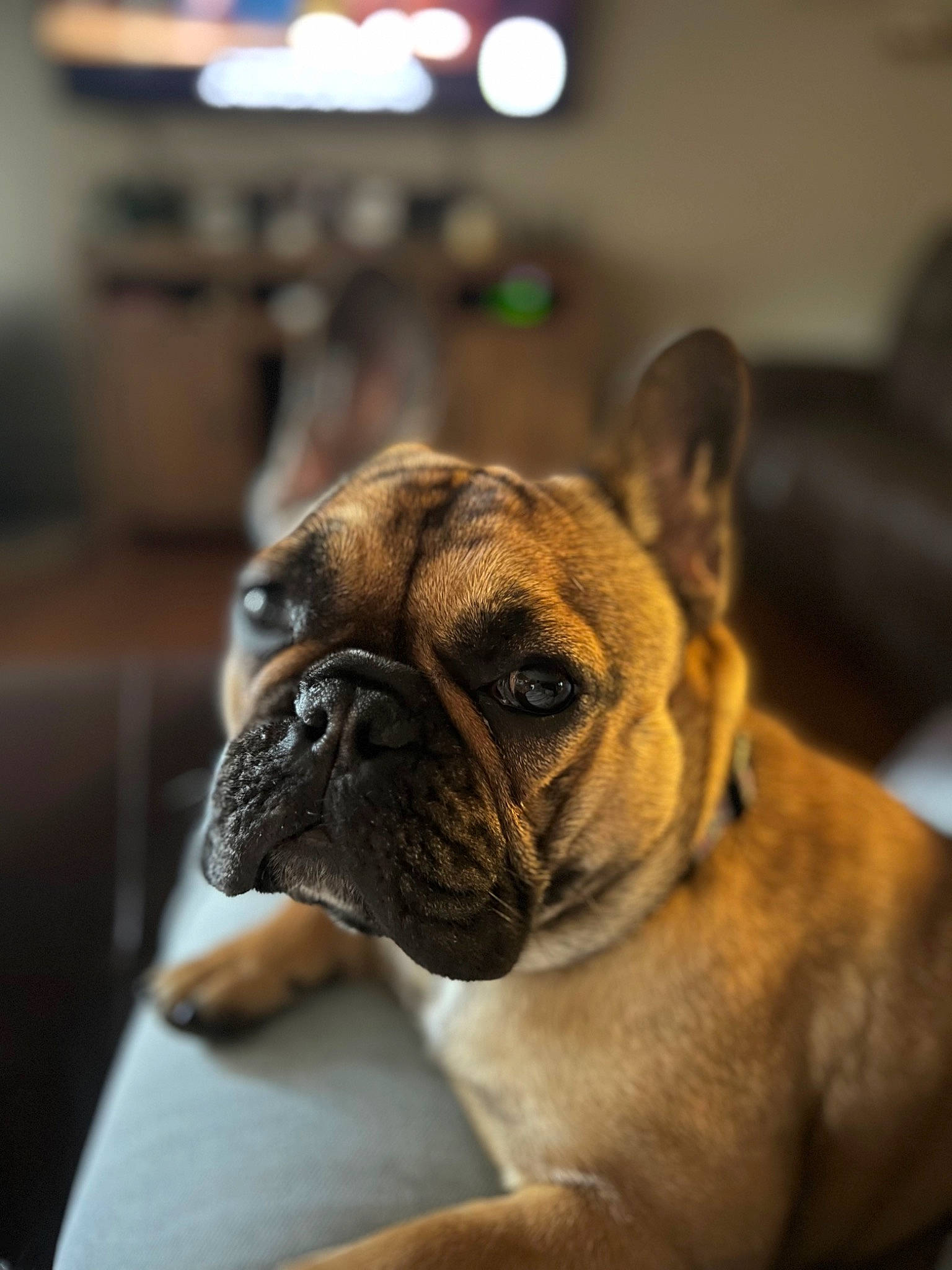 Poppy joined the competition — help win amazing prizes! biting, bored, bulldog, canidae, carnivore, companion_dog, dog, dog_breed, ear, fawn, fur, molosser, non_sporting_group, puppy, snout, sporting_group, terrestrial_animal, toy_dog, whiskers, wrinkle