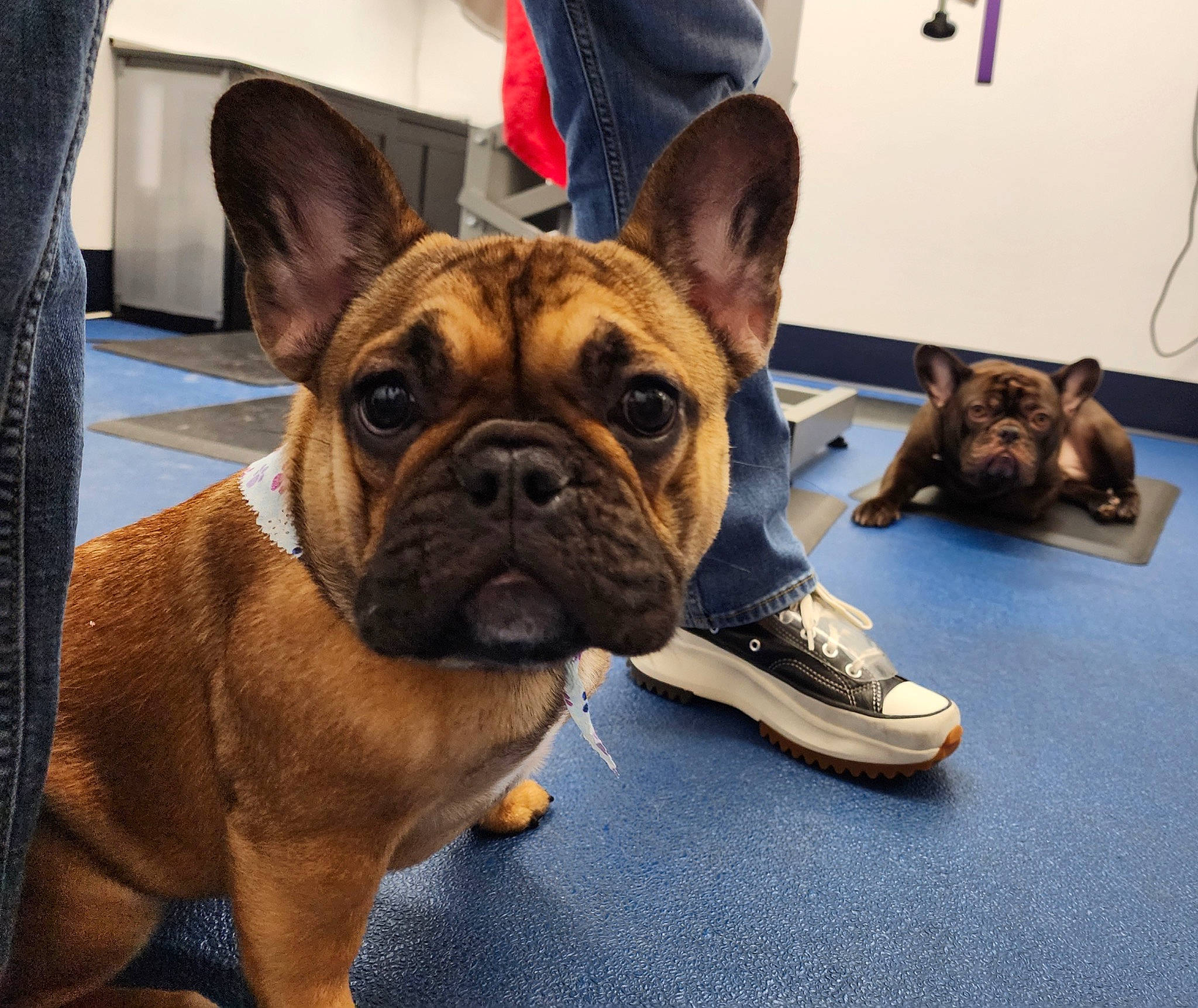 Poppy is registered to the contest to win money with this photo: bulldog, canidae, carnivore, collar, companion_dog, dog, dog_breed, dog_collar, ear, fawn, flooring, fur, molosser, snout, sporting_group, terrestrial_animal, toy_dog, whiskers, working_animal, wrinkle