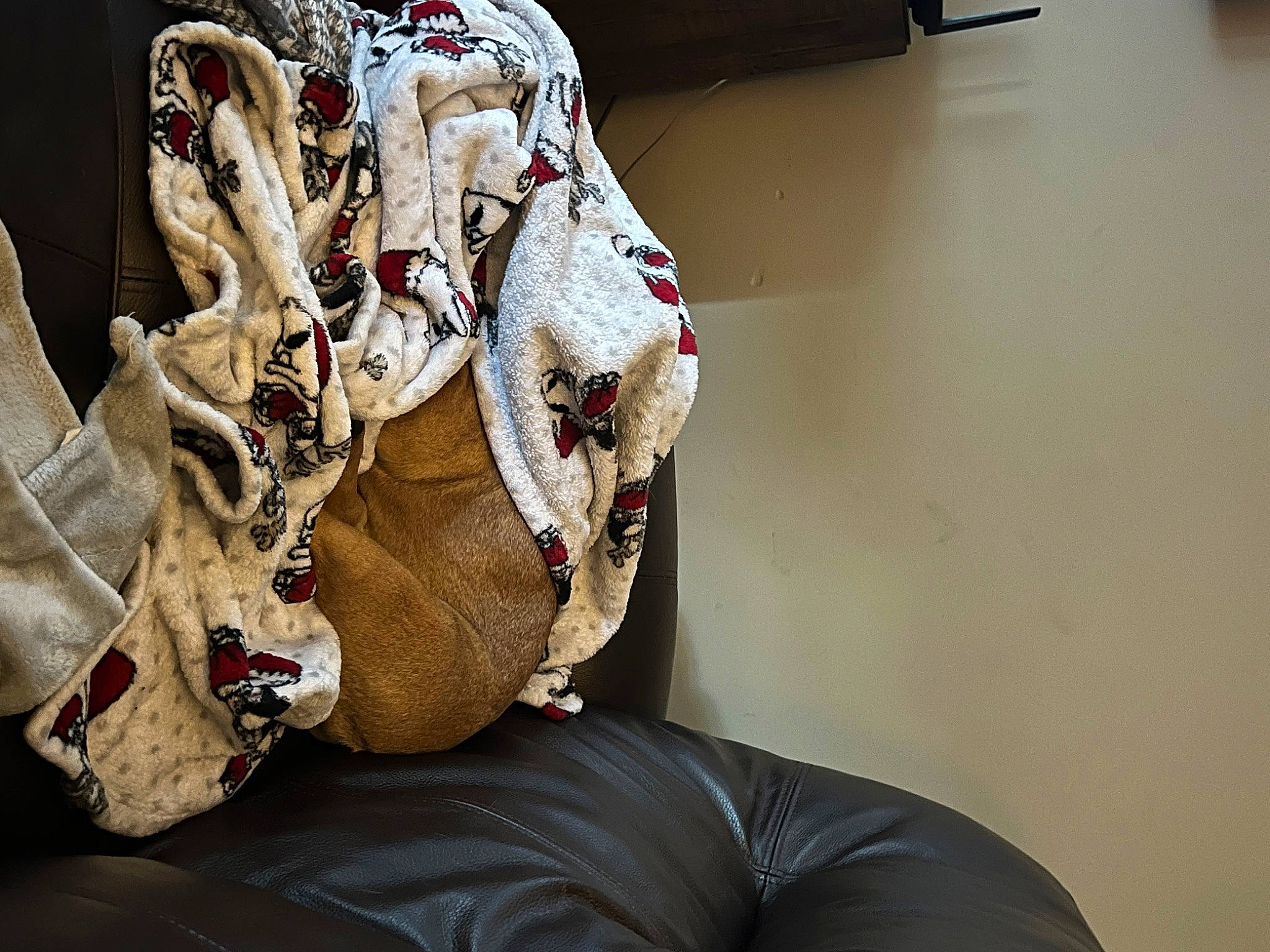 Poppy is registered to the contest to win money with this photo: art, automotive_design, carmine, event, fashion_accessory, fashion_design, hat, paper, paper_product, personal_protective_equipment, sports_gear, visual_arts