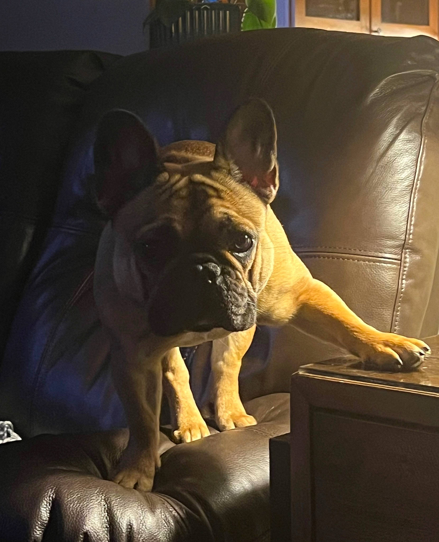 Poppy joined the competition — help win amazing prizes! bulldog, canidae, carnivore, club_chair, comfort, companion_dog, couch, dog, dog_breed, fawn, felidae, furniture, hardwood, snout, sporting_group, tints_and_shades, toy_dog, whiskers, window, wrinkle