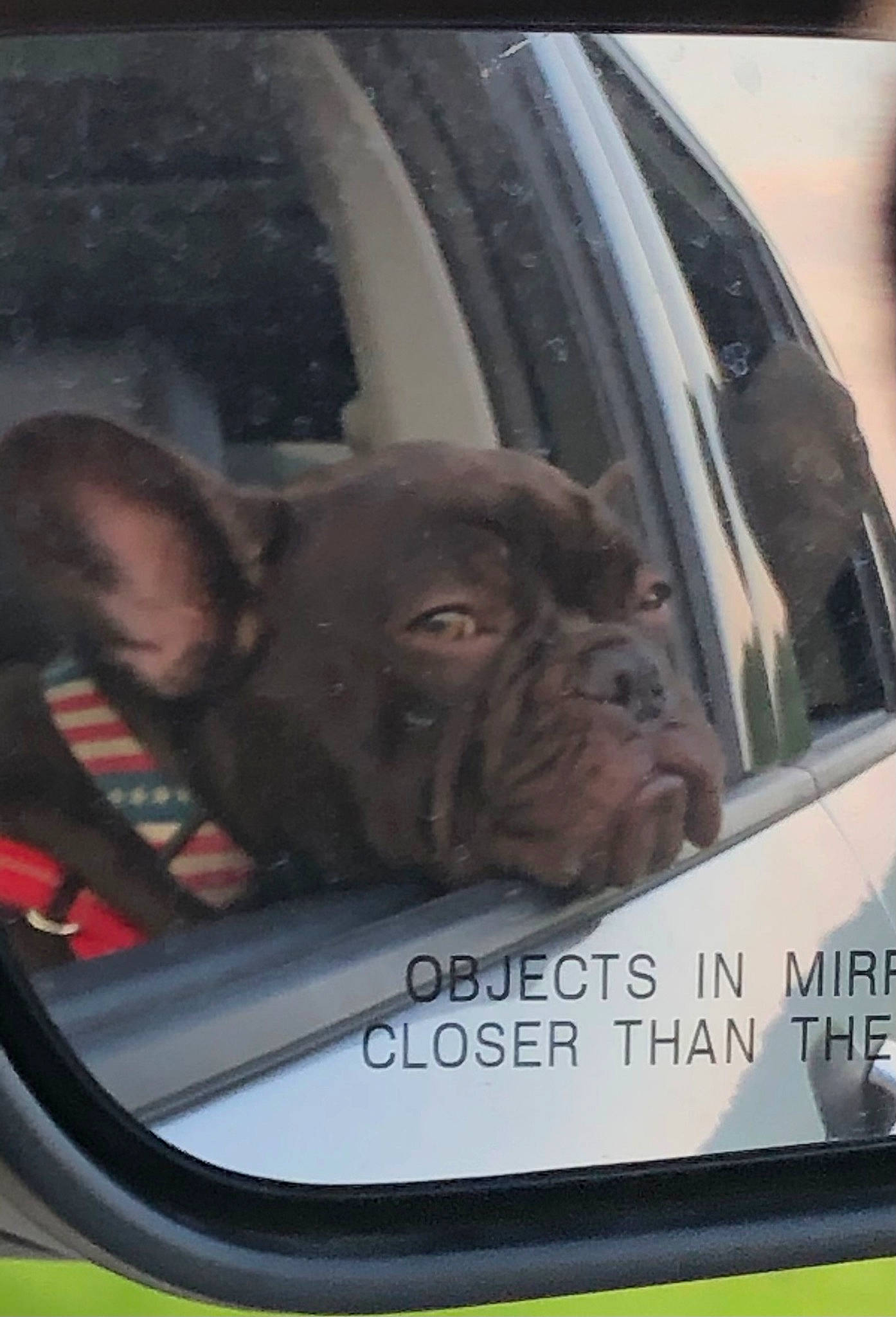 Grizzly is registered to the contest to win money with this photo: auto_part, automotive_design, automotive_exterior, automotive_lighting, automotive_mirror, automotive_wheel_system, carnivore, companion_dog, dog, dog_breed, fawn, mode_of_transport, motor_vehicle, rear_view_mirror, snout, steering_wheel, vehicle, vehicle_door, windshield, wrinkle