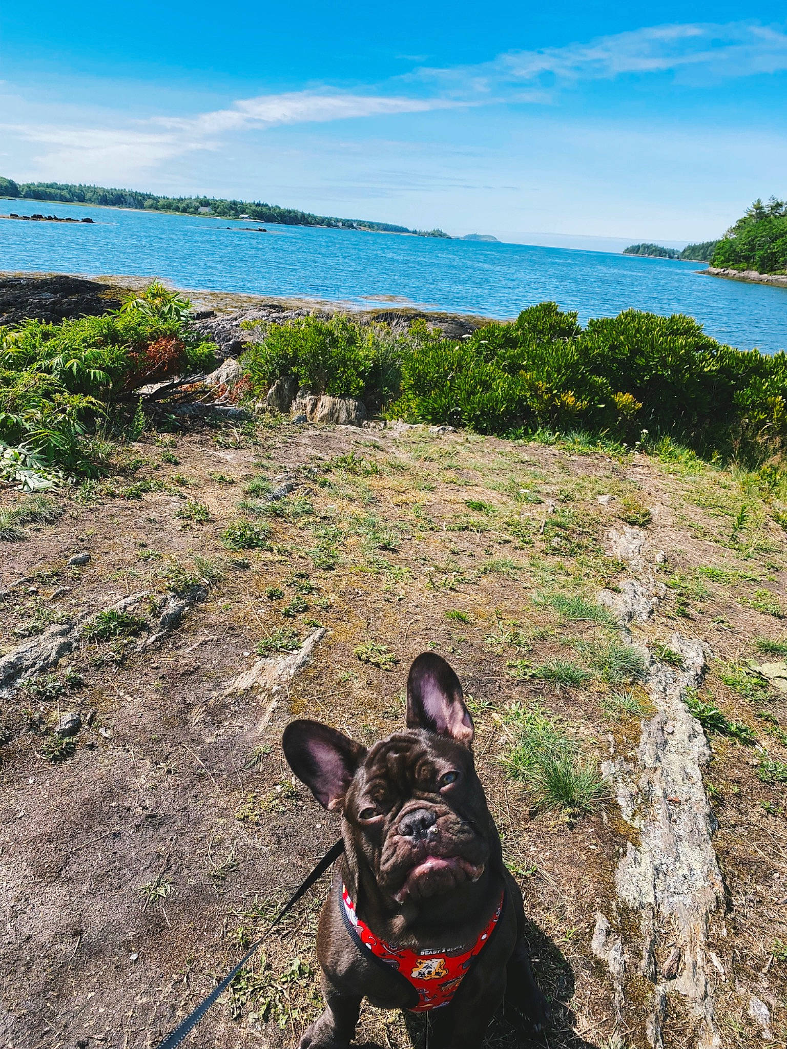 Grizzly is registered to the contest to win money with this photo: carnivore, cloud, dog, dog_breed, fawn, grass, grass_family, green, landscape, leash, leg, leisure, natural_landscape, plant, sky, summer, tree, water, wood, working_animal