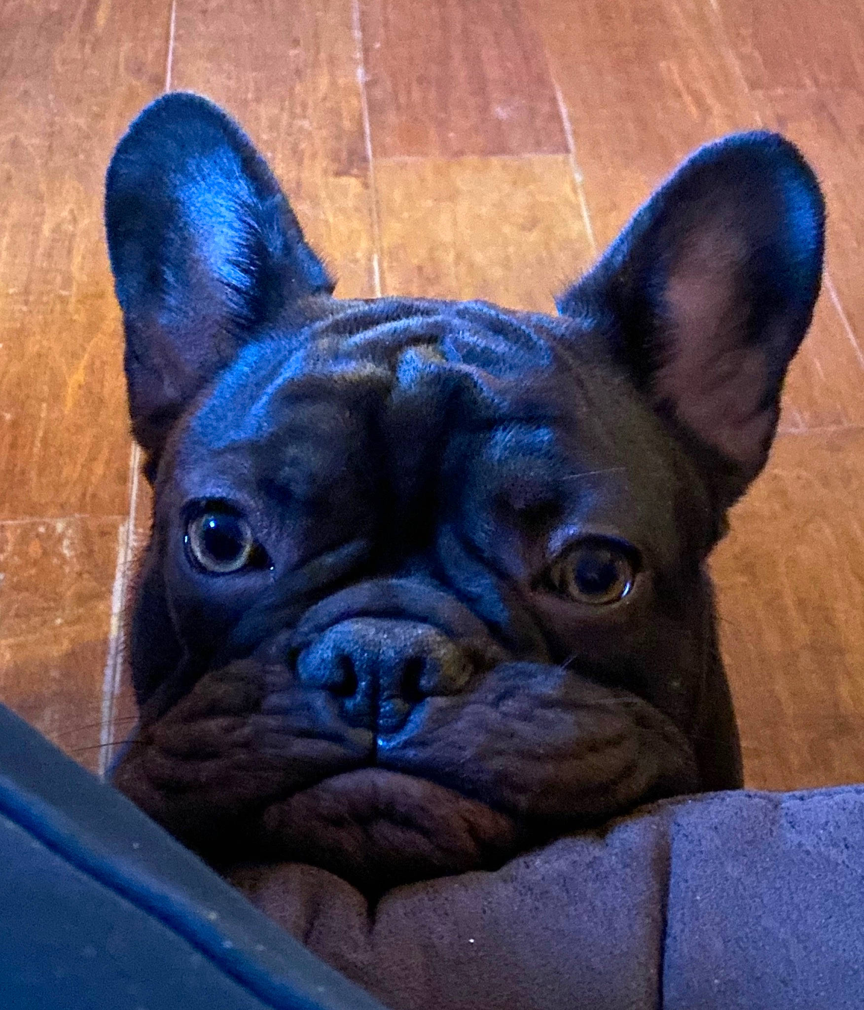 Grizzly is registered to the contest to win money with this photo: blue, bulldog, canidae, carnivore, companion_dog, dog, dog_breed, ear, eye, fawn, head, human_body, snout, sporting_group, terrestrial_animal, toy_dog, whiskers, wood, working_animal, wrinkle