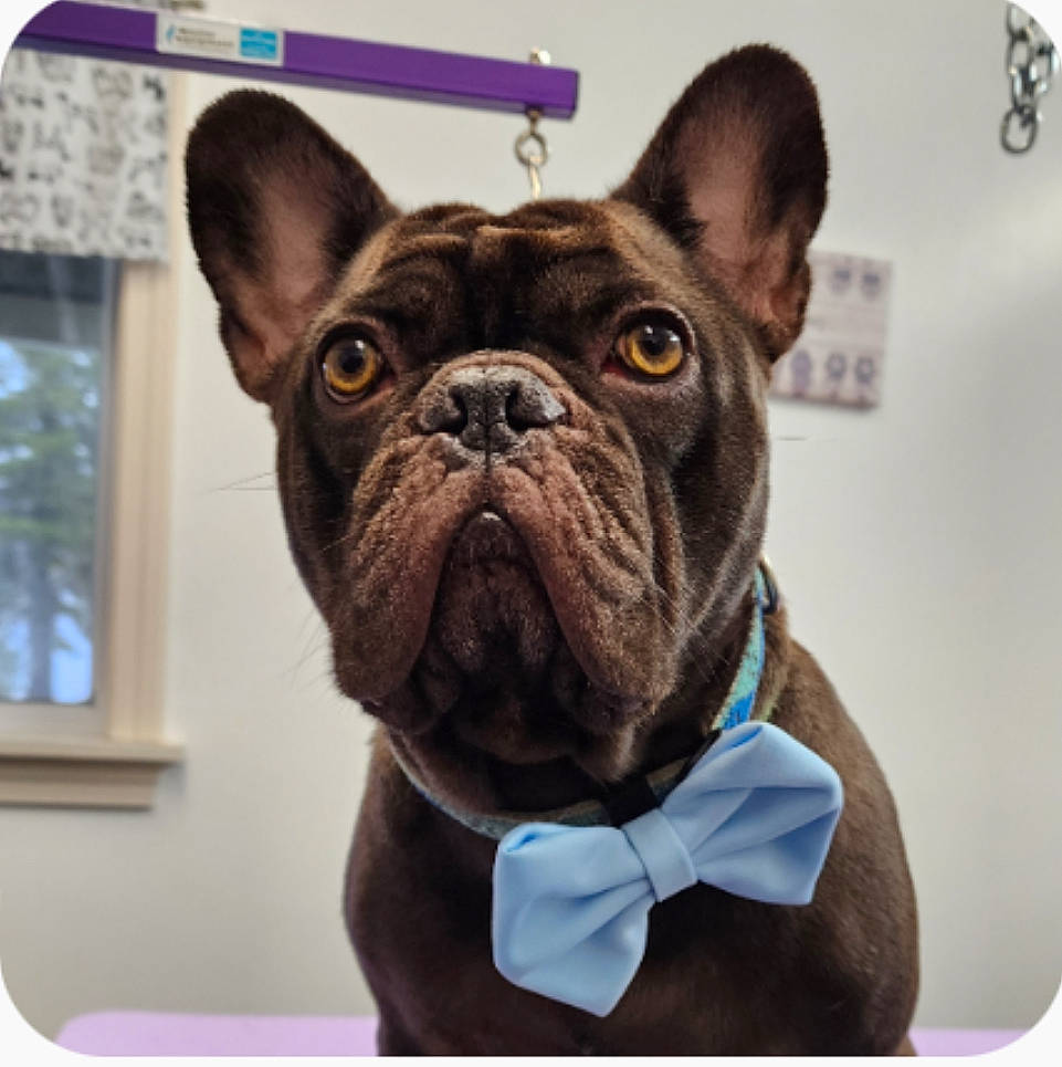 Grizzly is registered to the contest to win money with this photo: bulldog, canidae, carnivore, collar, companion_dog, dog, dog_breed, dog_collar, ear, fawn, french_bulldog, rectangle, snout, sporting_group, terrestrial_animal, toy_dog, whiskers, window, working_animal, wrinkle