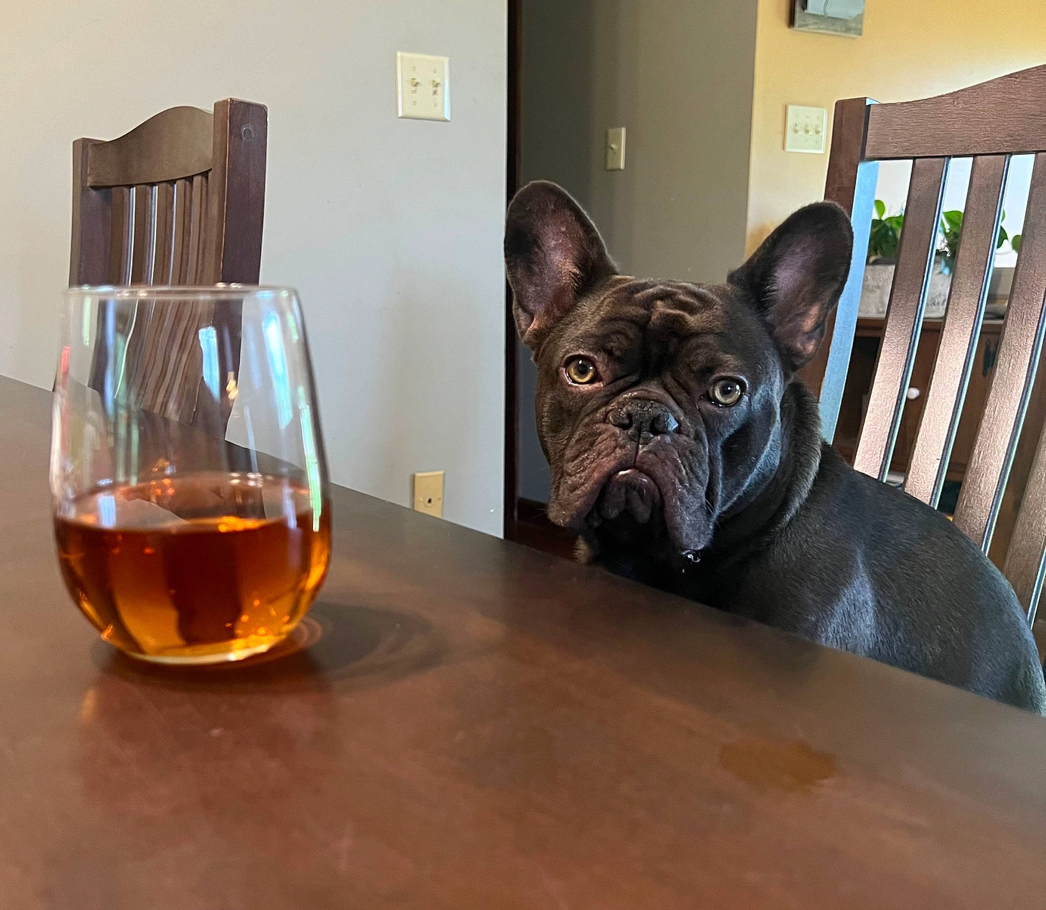 Grizzly is registered to the contest to win money with this photo: barware, carnivore, companion_dog, dog, dog_breed, drink, drinkware, fawn, felidae, glass, liquid, reflex_camera, serveware, small_to_medium_sized_cats, snout, table, tableware, whiskers, window, wood