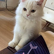 Coco joined the competition — help win amazing prizes! white_cat, kitten, feline, pet, indoor, curious, fluffy, young_cat, wooden_floor, furniture, dressing_table, cozy, home, animal, small_pet, cute, domestic_cat, soft_lighting, curious_look, resting