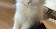 Coco joined the competition — help win amazing prizes! animal, cozy, curious, curious_look, cute, domestic_cat, dressing_table, feline, fluffy, furniture, home, indoor, kitten, pet, resting, small_pet, soft_lighting, white_cat, wooden_floor, young_cat