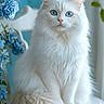 animal, blue_eyes, blue_flowers, calm, cat, chair, closeup, cute, domestic_cat, feline, flowers, fluffy_fur, indoor, pet, portrait, sitting, soft_light, tail, whiskers, white_cat