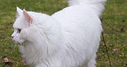 Coco joined the competition — help win amazing prizes! cat, white_cat, fluffy, long_hair, outdoor, grass, walking, tail_up, animal, pet, nature, mammal, feline, cute, domestic_animal, green, fur, side_view, alert, wildlife
