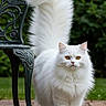Coco is registered to the contest to win money with this photo: cat, white_cat, fluffy, long_hair, pet, animal, outdoor, garden, greenery, chair, metal_chair, tail, walking, portrait, feline, cute, domestic_cat, nature, pavement, eyes