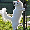 Coco joined the competition — help win amazing prizes! cat, white_cat, fluffy, standing, tree, grass, outdoor, sunlight, shadow, nature, pet, animal, curious, bushy_tail, small_tree, greenery, playful, cute, wildlife, daylight