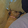 Zoey Abbie Lister is registered to the contest to win money with this photo: animal, bed, blanket, canine, collar, comfort, cozy, cute, dog, fur, indoor, peaceful, pet, pillow, relaxation, resting, sleeping, snuggled, soft, warm