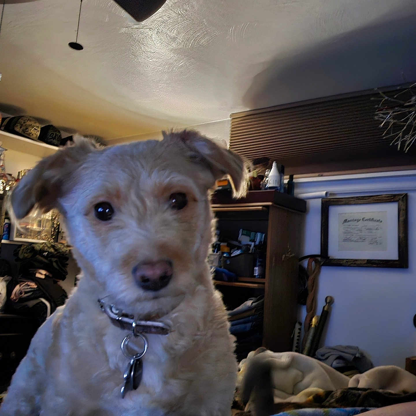 Zoey Abbie Lister is registered to the contest to win money with this photo: animal, blanket, brown_fur, ceiling_fan, certificate, clutter, coat, collar, curious, dog, domestic, eyes, face, furniture, indoor, pet, room, shelf, soft_lighting, wooden_furniture