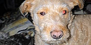 Zoey Abbie Lister is registered to the contest to win money with this photo: animal, blanket, close_up, collar, cute, dog, domestic_animal, ears, face, fur, fur_texture, indoor, light_brown, lying_down, nose, nostrils, pet, red_eye, tag, whiskers
