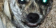 Jasper Lister joined the competition — help win amazing prizes! animal, canine, carpet, close_up, collar, cute, dog, ears, expression, face, fur, grey_shirt, indoor, pet, smiling, tag, teeth, texture, wearing, whiskers