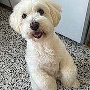 Sooky participe au concours pour gagner de l'argent avec cette photo : dog, white_dog, fluffy, pet, indoor, carpet, happy, cute, animal, paw, fur, companion, canine, smiling, friendly, domestic, small_dog, looking_up, front_paws, ears