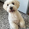 dog, white_dog, fluffy, pet, indoor, carpet, happy, cute, animal, paw, fur, companion, canine, smiling, friendly, domestic, small_dog, looking_up, front_paws, ears