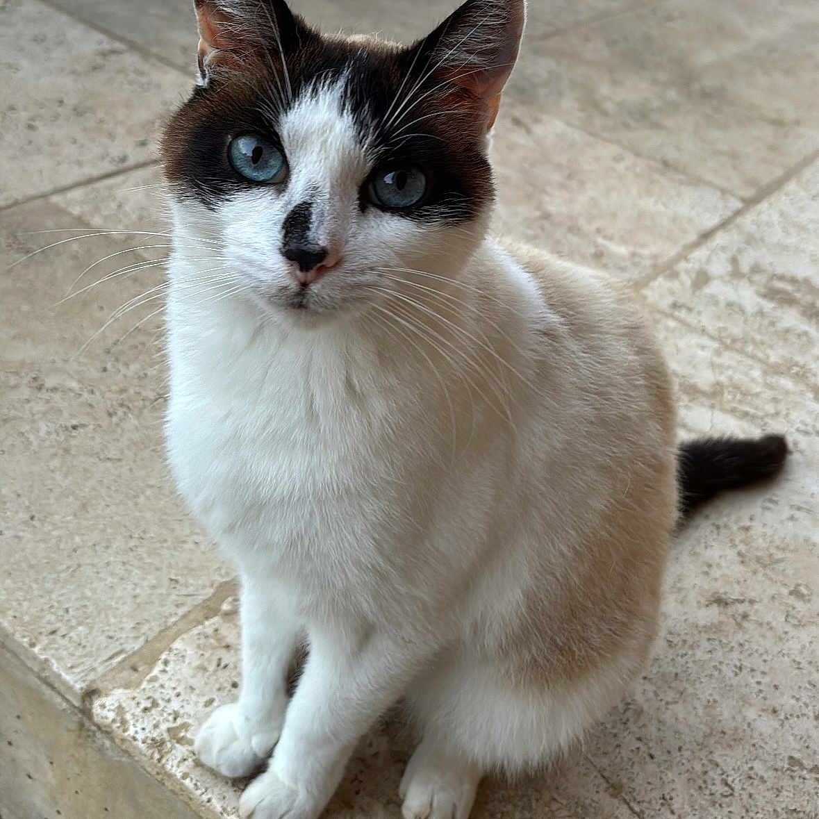 Pacha a rejoint le concours — aidez-le/la à gagner de superbes lots ! abyssinian, accessories, angora, animal, cat, kitten, manx, pet, siamese, slate, strap