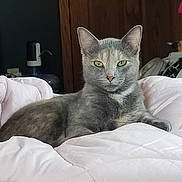 Kirby joined the competition — help win amazing prizes! animal, calm, cat, closeup, comfortable, domestic_cat, feline, fur, green_eyes, grey_cat, household, indoor, lying_down, pet, pink, portrait, quilt, relaxed, resting, wooden_door