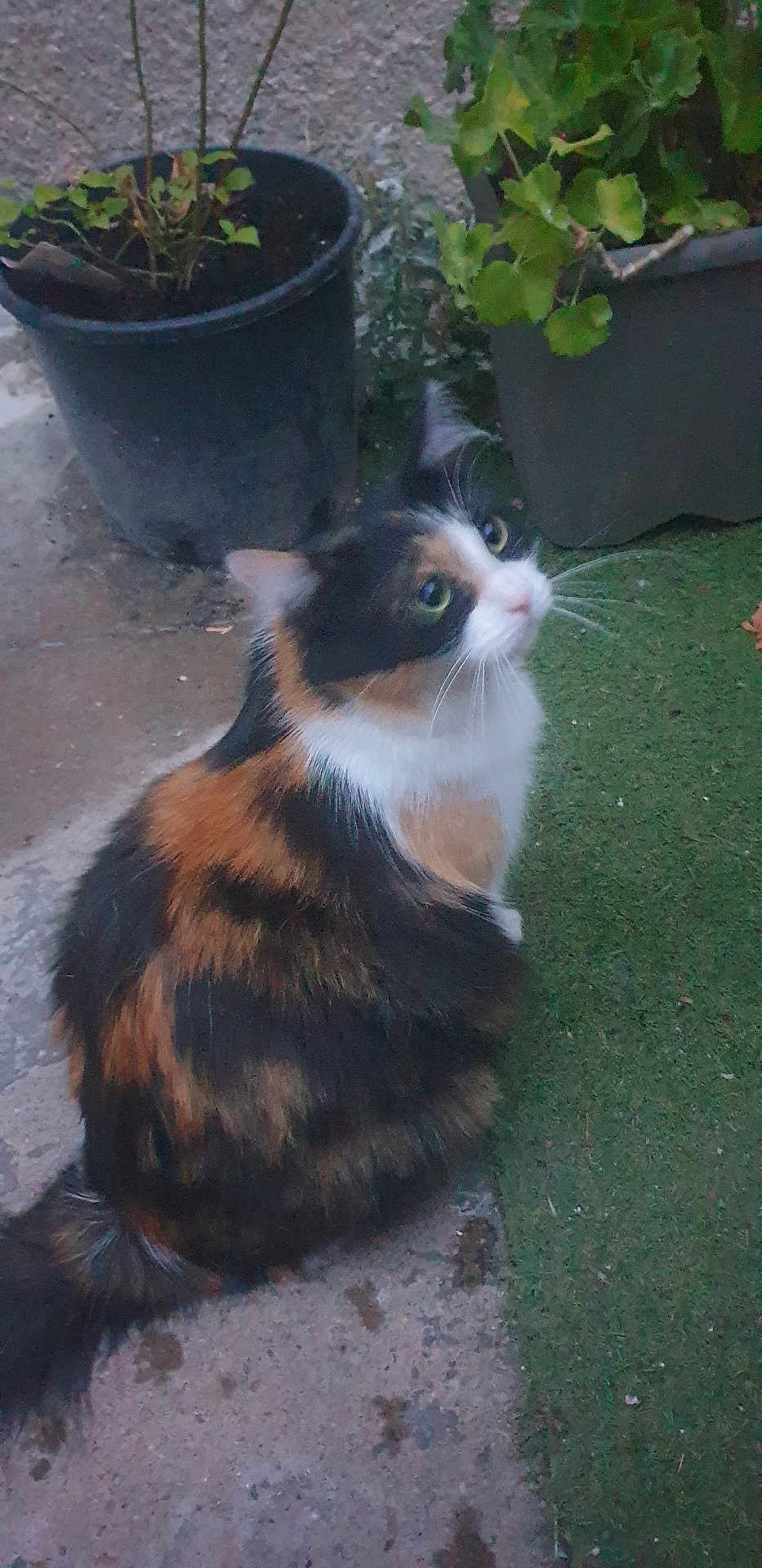 Chaussette a rejoint le concours — aidez-le/la à gagner de superbes lots ! cat, calico_cat, animal, pet, outdoor, plant, potted_plant, concrete, grass, fur, whiskers, tail, curious, sitting, nature, greenery, eyes, side_view, small_animal, domestic_animal