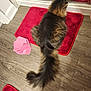 Danger joined the competition — help win amazing prizes! cat, fluffy, long_hair, tail, red_bath_mat, pink_washcloth, wood_floor, mirror, pet, indoor, feline, fur, animal, resting, back_view, domestic_cat, household, bathroom, relaxed, cozy