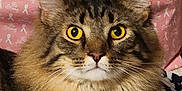 Danger joined the competition — help win amazing prizes! cat, tabby, fluffy, yellow_eyes, pet, animal, feline, close_up, portrait, indoor, pink_background, fur, whiskers, ears, cute, mammal, looking, alert, soft_lighting, cozy