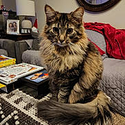Danger is registered to the contest to win money with this photo: cat, fluffy, tabby, pet, living_room, couch, blanket, ottoman, carpet, mirror, lamp, books, photograph, decor, furniture, indoor, tail, fur, sitting, cozy