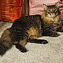 Danger is registered to the contest to win money with this photo: cat, tabby, fluffy, carpet, indoor, pet, animal, feline, resting, long_hair, brown, black, orange, paw, tail, whiskers, box, bag, relaxed, home