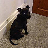 Ledley joined the competition — help win amazing prizes! puppy, dog, black_dog, carpet, floor, indoor, wall, door, pet, animal, young_dog, sitting, looking_back, ears, tail, curious, domestic, cute, companion, house