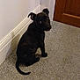 puppy, dog, black_dog, carpet, floor, indoor, wall, door, pet, animal, young_dog, sitting, looking_back, ears, tail, curious, domestic, cute, companion, house
