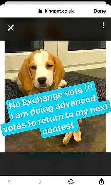 Betsy joined the competition — help win amazing prizes! advertising, brand, carnivore, companion_dog, dog, dog_breed, dog_supply, font, graphics, happy, hound, mammal, paw, pet_supply, photo_caption, rectangle, sporting_group, transport, vertebrate, working_animal