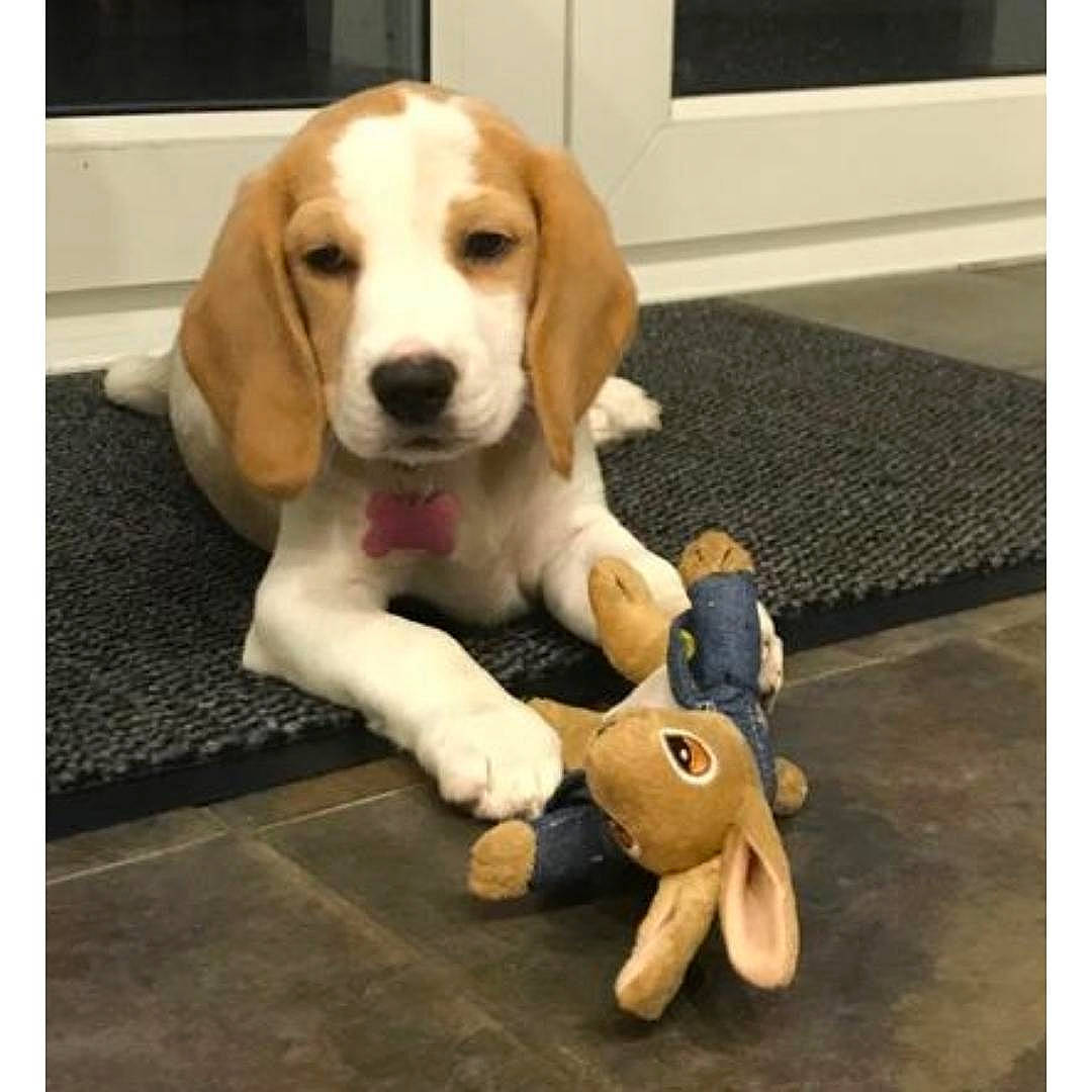 Betsy is registered to the contest to win money with this photo: carnivore, companion_dog, dog, dog_breed, flooring, fur, hound, hunting_dog, paw, pet_supply, rectangle, scent_hound, stuffed_toy, tail, toy, wood, working_animal