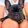 dog, french_bulldog, black_dog, pet, animal, ears, face, nose, paw, knees, person, white_shirt, skin, close_up, cute, resting, looking, outdoor, portrait, companion