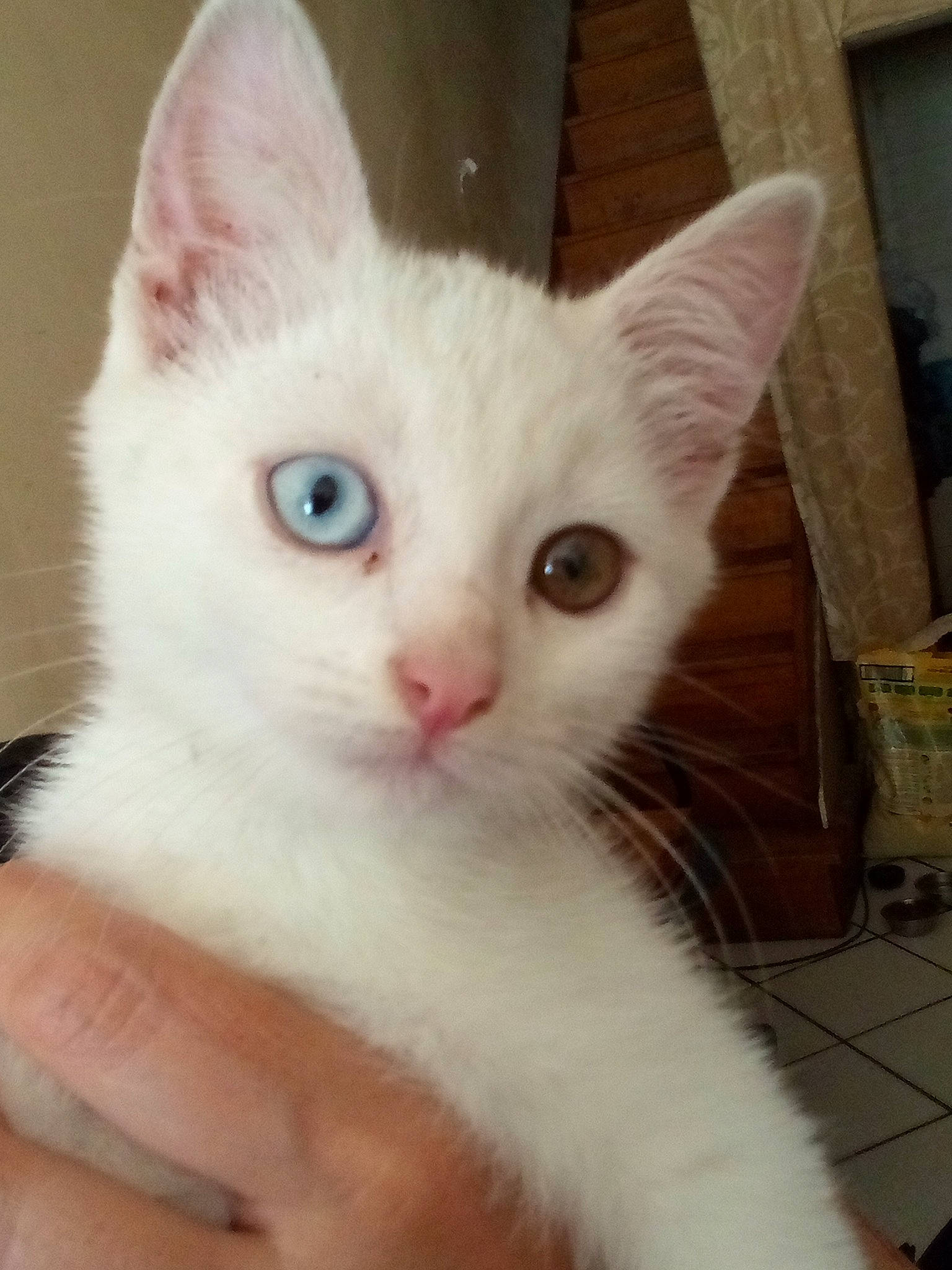 Gandalf participe au concours pour gagner de l'argent avec cette photo : carnivore, cat, domestic_short_haired_cat, ear, fawn, felidae, fur, paw, small_to_medium_sized_cats, snout, tail, whiskers