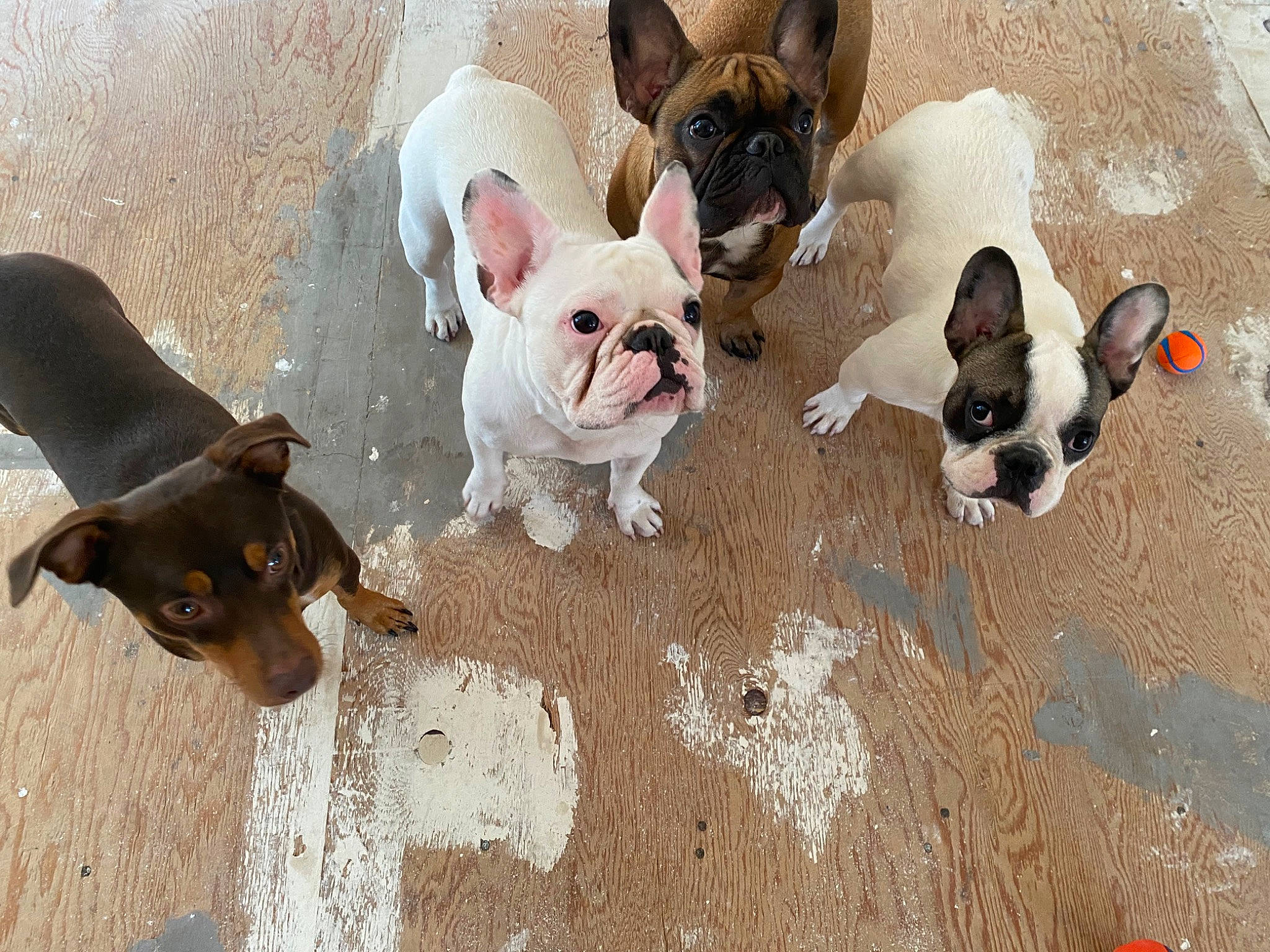 Winnie joined the competition — help win amazing prizes! bulldog, canidae, carnivore, comfort, companion_dog, dog, dog_breed, fawn, french_bulldog, mammal, non_sporting_group, snout, sporting_group, terrestrial_animal, toy_dog, vertebrate, whiskers, white, working_animal, wrinkle