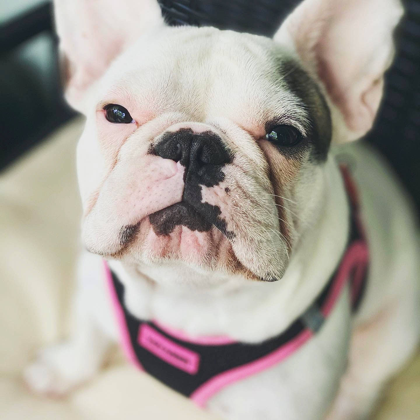Winnie is registered to the contest to win money with this photo: bulldog, canidae, carnivore, collar, companion_dog, dog, dog_breed, dog_collar, dog_supply, ear, fawn, head, human_body, snout, sporting_group, terrestrial_animal, toy_dog, whiskers, working_animal, wrinkle