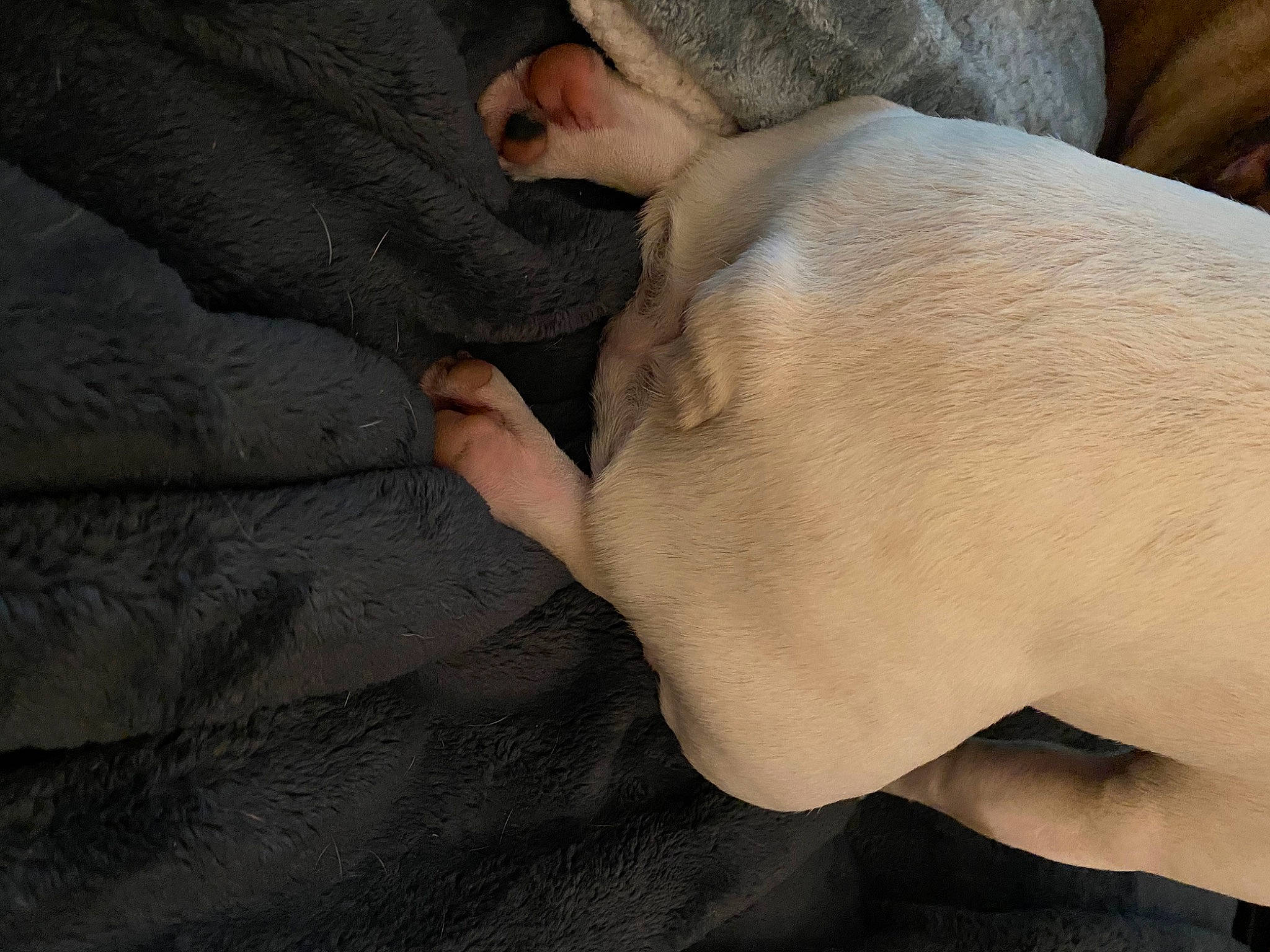 Winnie is registered to the contest to win money with this photo: abdomen, barefoot, carnivore, comfort, dog, dog_breed, elbow, fawn, foot, gesture, human_leg, knee, nail, sporting_group, terrestrial_animal, thumb, trunk, wood, wrinkle, wrist