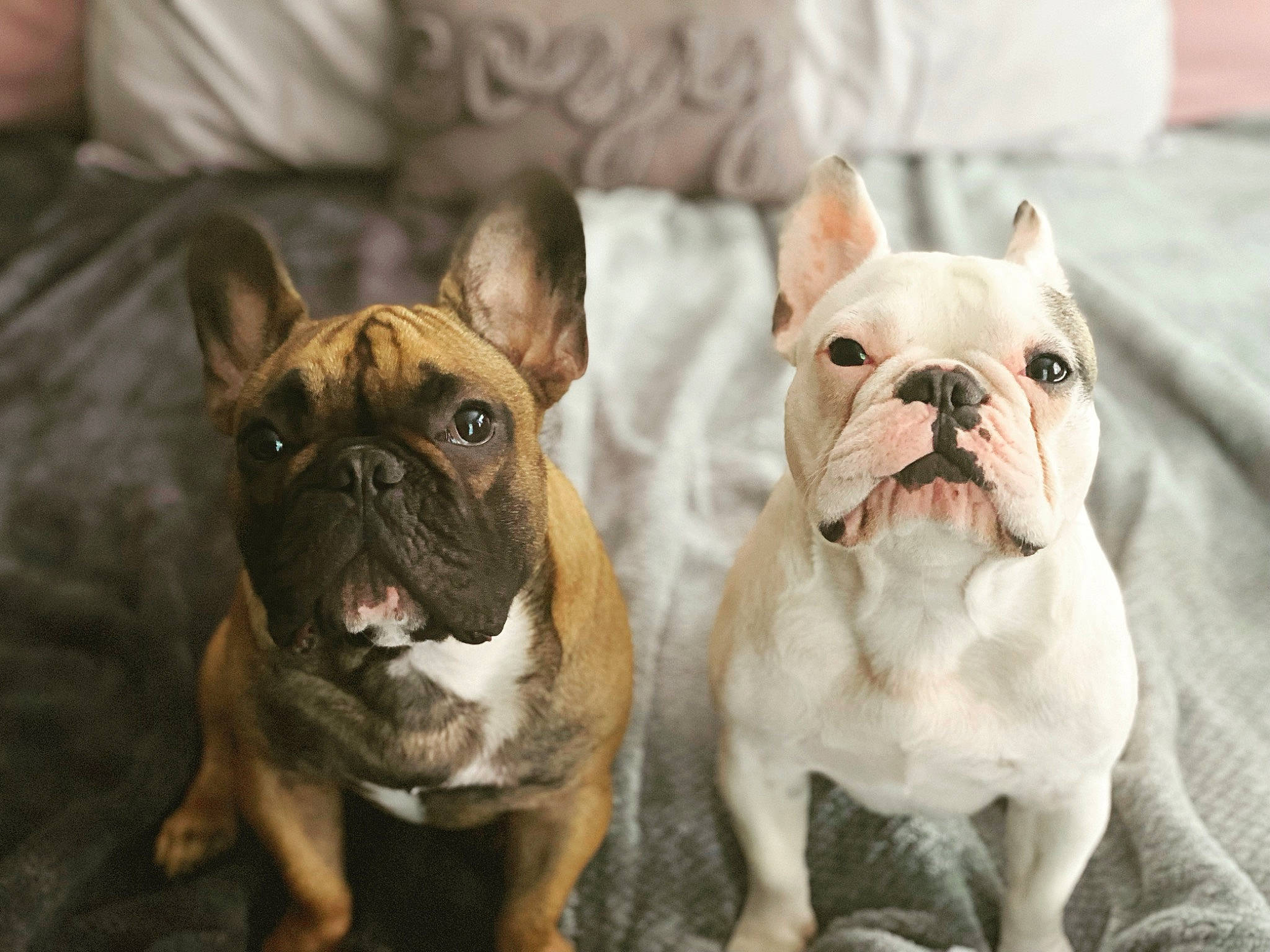 Winnie joined the competition — help win amazing prizes! bulldog, canidae, carnivore, close_up, comfort, companion_dog, dog, dog_breed, ear, fawn, mammal, non_sporting_group, old_english_bulldog, snout, sporting_group, terrestrial_animal, toy_dog, whiskers, working_animal, wrinkle