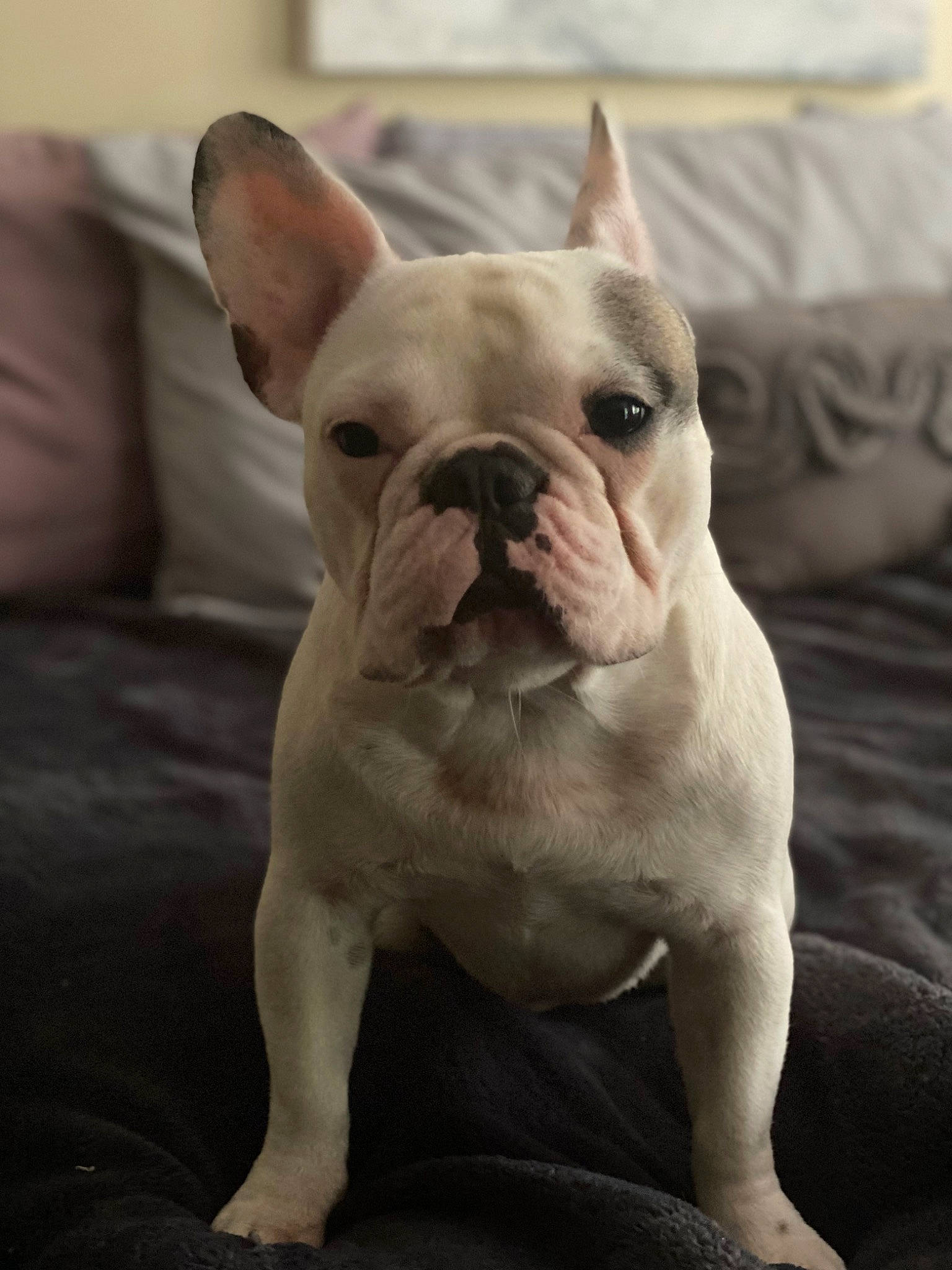 Winnie is registered to the contest to win money with this photo: bulldog, canidae, carnivore, comfort, companion_dog, dog, dog_breed, ear, fawn, non_sporting_group, old_english_bulldog, snout, sporting_group, terrestrial_animal, toy_dog, whiskers, working_animal, wrinkle