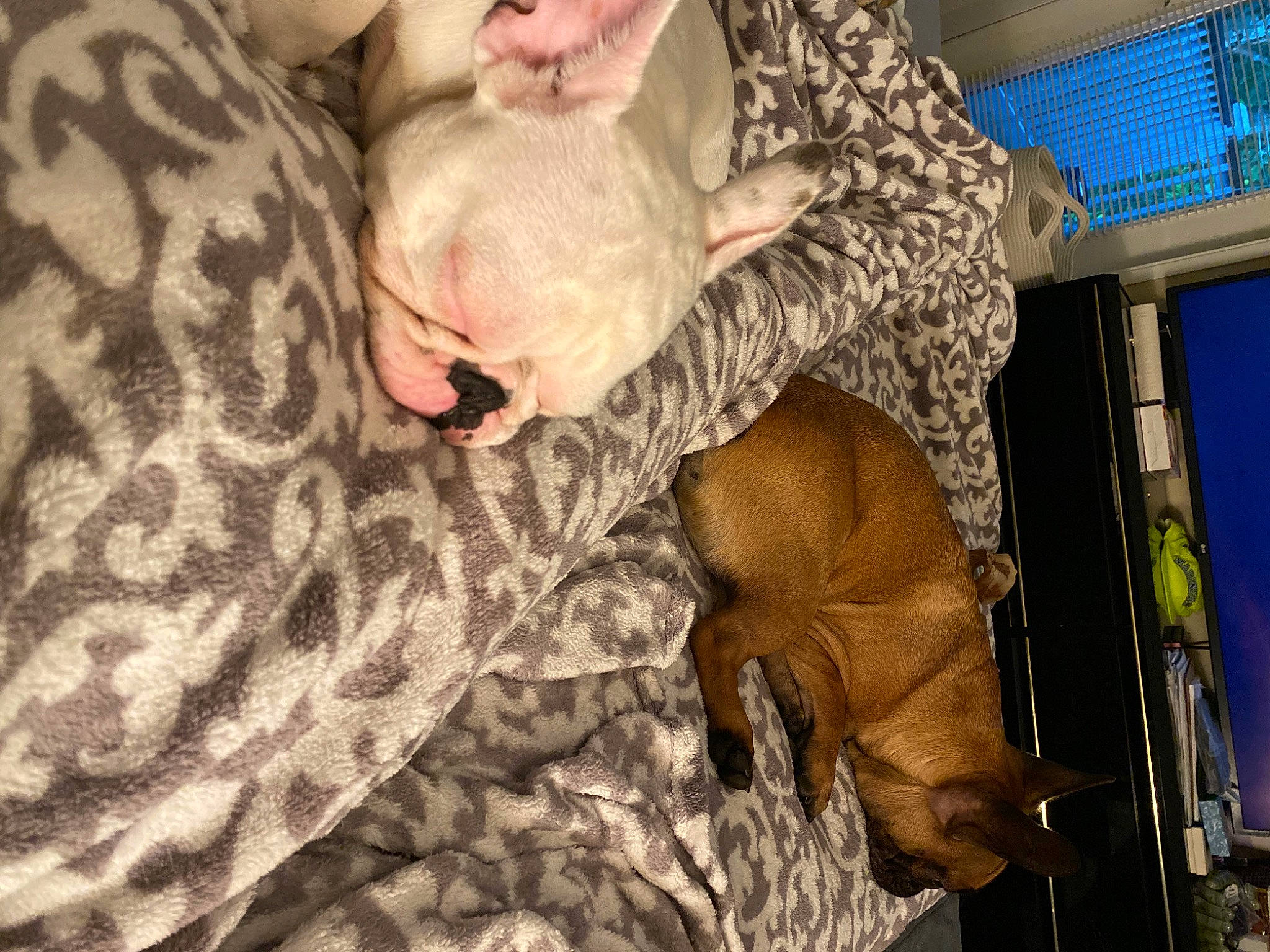 Murphy joined the competition — help win amazing prizes! camouflage, canidae, carnivore, comfort, dog, dog_breed, fawn, fun, fur, gesture, guard_dog, mammal, military_camouflage, nap, pattern, room, sporting_group, tree, wood, wrinkle