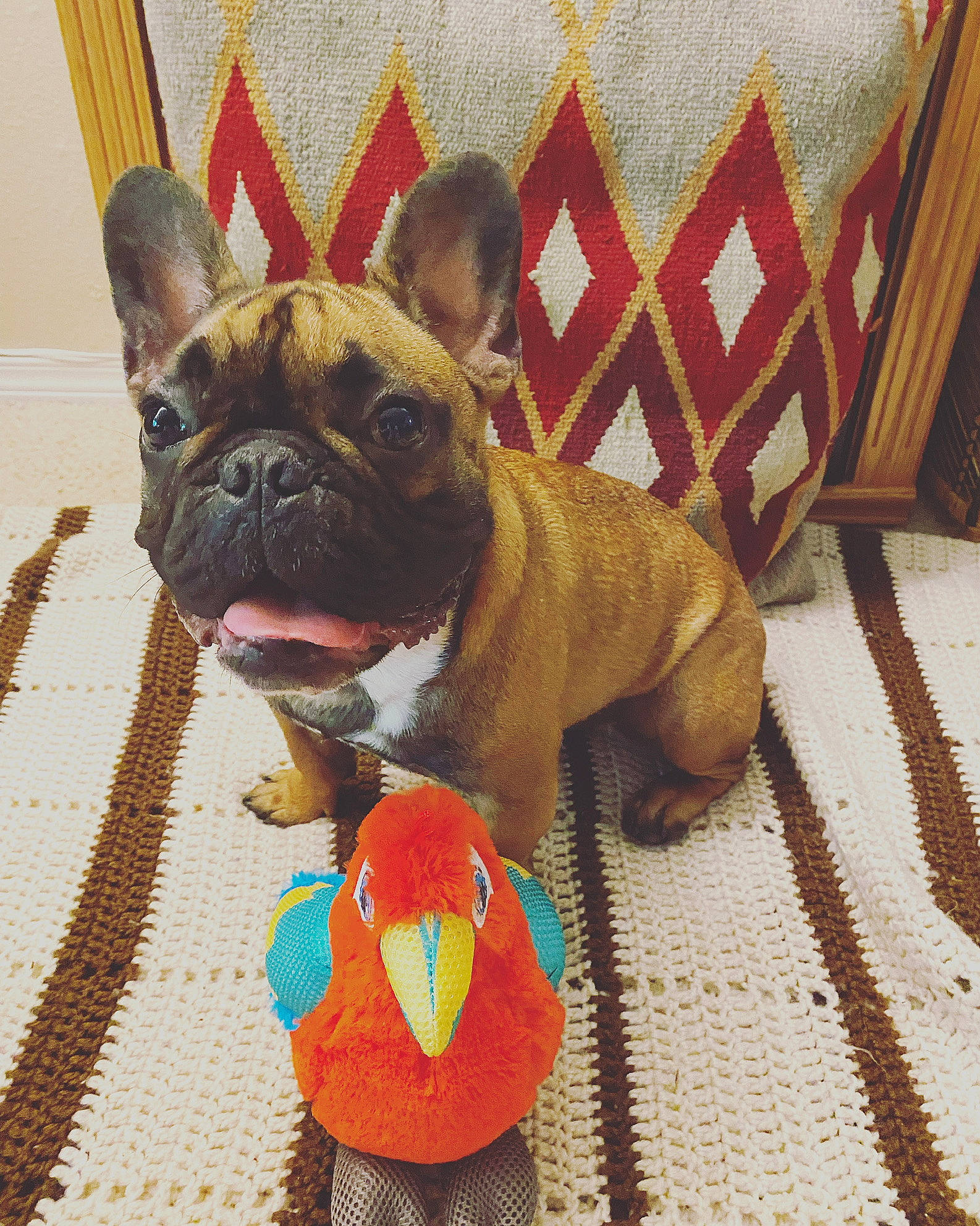 Murphy joined the competition — help win amazing prizes! bulldog, canidae, carnivore, collar, companion_dog, dog, dog_breed, dog_collar, dog_supply, fawn, flooring, hardwood, snout, sporting_group, terrestrial_animal, toy_dog, whiskers, wood, working_animal, wrinkle